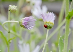 Oryginalny obrazek