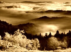 Sepia