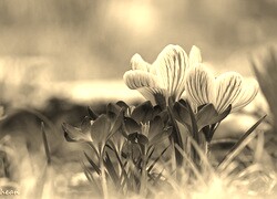 Szary + Sepia