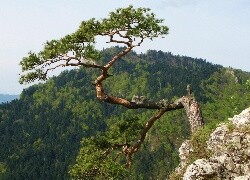 Oryginalny obrazek