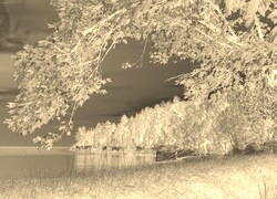 Sepia + Negatyw