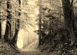 Szary + Sepia