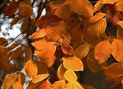 Oryginalny obrazek