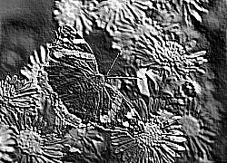 Skamielina
