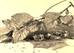 Szary + Sepia