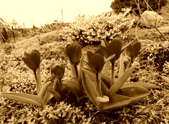 Sepia