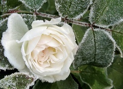 Oryginalny obrazek