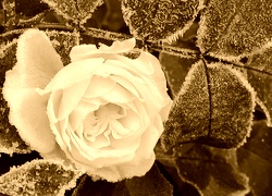 Sepia