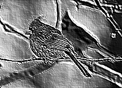 Skamielina