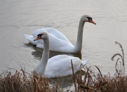 Oryginalny obrazek