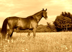 Sepia