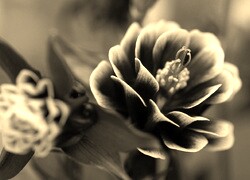 Szary + Sepia