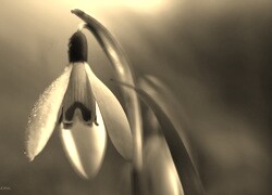 Szary + Sepia