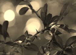 Szary + Sepia