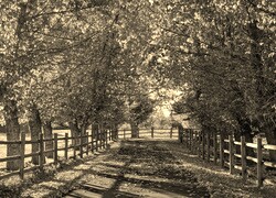 Szary + Sepia