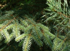 Oryginalny obrazek