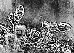 Skamielina