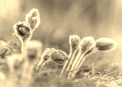 Szary + Sepia