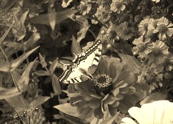 Sepia