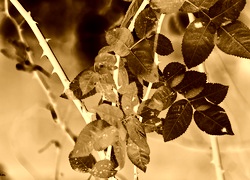 Sepia + Negatyw