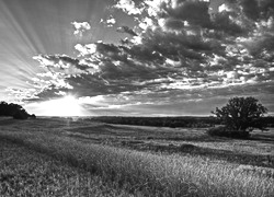 Szary + Sepia