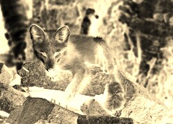 Sepia + Negatyw