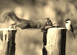 Szary + Sepia
