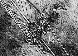 Skamielina