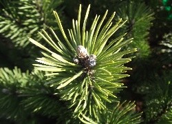 Oryginalny obrazek