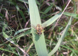 Oryginalny obrazek