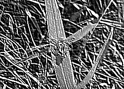 Skamielina