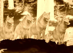 Sepia + Negatyw