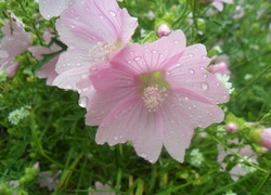 Oryginalny obrazek