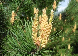 Oryginalny obrazek