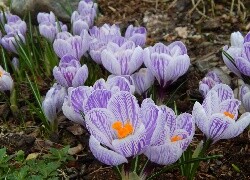 Oryginalny obrazek