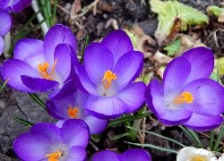 Oryginalny obrazek