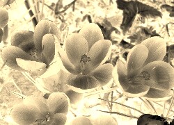 Sepia + Negatyw