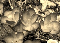 Szary + Sepia