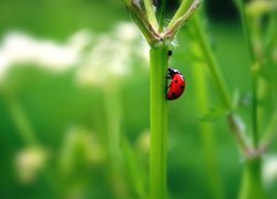 Oryginalny obrazek