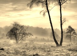 Szary + Sepia