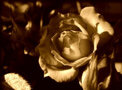 Sepia