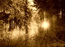 Sepia