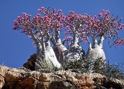 Oryginalny obrazek