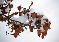 Oryginalny obrazek