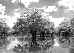 Szary + Sepia