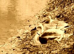 Sepia + Negatyw