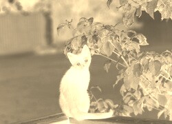 Sepia + Negatyw