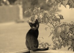 Szary + Sepia