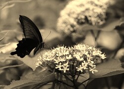 Szary + Sepia