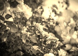 Szary + Sepia
